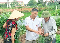 Phú Thọ: Ở đây dân nuôi loài ốc gì mà ai cũng bảo lãi gấp 10 lần so với cấy lúa?