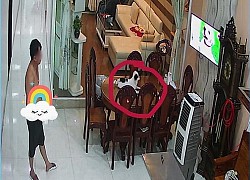 Soi camera thấy bố mở tivi cho chó cưng nằm xem với vẻ mặt căng thẳng, cô con gái phát hiện lý do khiến dân mạng "ngã ngửa"