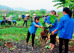 10 cách bảo vệ môi trường sống vì sức khỏe cộng đồng