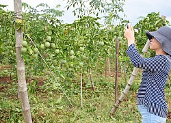 4 giải pháp phát triển bền vững cây triệu đô chanh leo