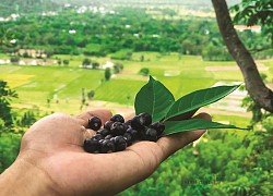 An Giang: Trái chồi mồi - đặc sản rừng phải không cao lương mỹ vị nhưng lại chứa đậm tình quê