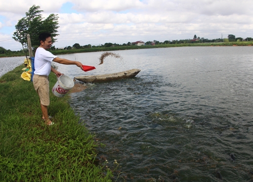 Biết nghề, nông dân Hải Dương nuôi cá lãi cao