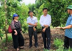 Bình Định: "Liều" đưa giống bơ ngon từ Đắk Lắk về trồng ở huyện nghèo, cái kết không thể bất ngờ hơn