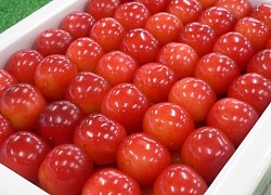 Cherry Nhật đắt kỷ lục, về Việt Nam giá 6,6 triệu đồng/kg