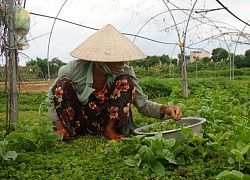 Đà Nẵng: Giá rau, củ, quả tăng cao, nông dân phấn khởi