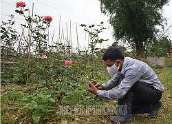 Hải Phòng: Một nông dân thu 1 tỷ đồng mỗi năm nhờ trồng hoa hồng cổ