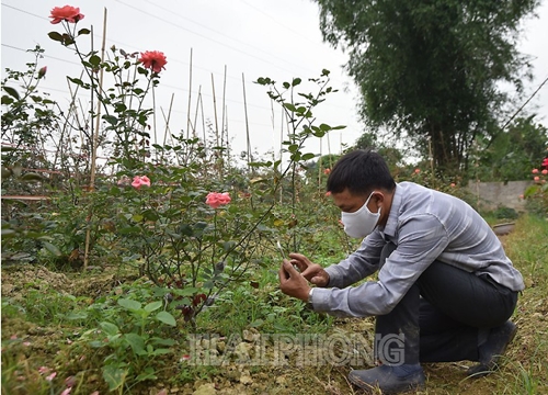 Hải Phòng: Một nông dân thu 1 tỷ đồng mỗi năm nhờ trồng hoa hồng cổ