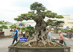 Hoa mắt với "báu vật" sanh cổ "Tiên lão giáng trần" dáng chưa từng có giá ngang biệt thự