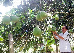 "Lạc" vào làng trồng thanh trà ở tỉnh Quảng Nam, cây nào cây nấy sai quả muốn gãy cả cành