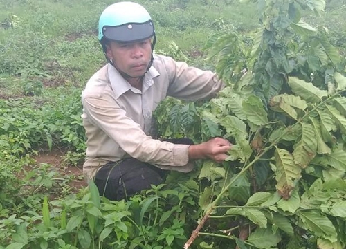 Lâm Đồng: Một nông dân 9 lần bị chặt phá hàng trăm cây cà phê