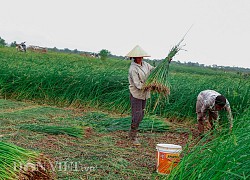 Nông dân Thanh Hóa ra đồng từ tờ mờ 3 giờ sáng để thu hoạch cói