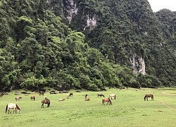 Ở Lạng Sơn có một thảo nguyên hoang sơ