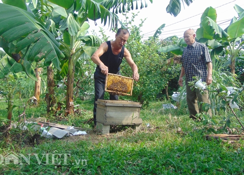 Thái Nguyên: U80 nuôi ong cho vui, ai ngờ tạo nên cả cơ nghiệp lớn