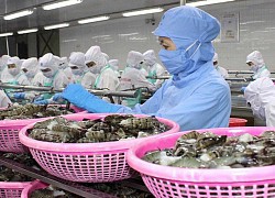 212 mặt hàng thuỷ sản được hưởng thuế 0% ngay khi EVFTA có hiệu lực