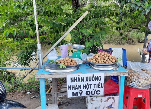 An Giang: Nhãn xuồng Mỹ Đức vào vụ, trái ngọt thơm cỡ nào mà mua không cần mặc cả?