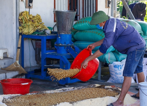 Chăm gà sạch bằng thảo mộc vườn nhà, chàng trai xứ Nghệ bất ngờ "đốn tim" dân sành ăn