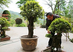 Nắm trong tay thứ đại gia khao khát, cụ ông "chê tiền" không bán, cả làng bất ngờ