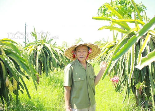 Nghệ An: "Lão gàn" biến đất sỏi đá thành vườn cây ăn quả, thu hàng trăm triệu mỗi năm