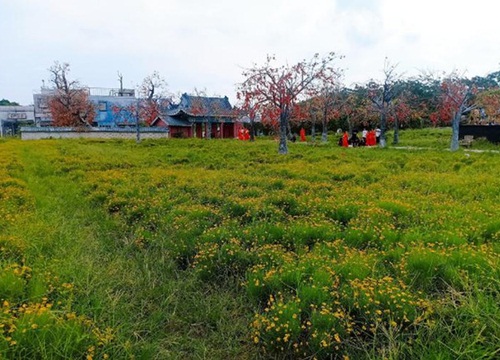 Những 'thiên đường hoa' ở Long Biên