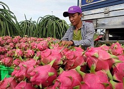 Thanh long bất ngờ quay đầu tăng giá gấp đôi