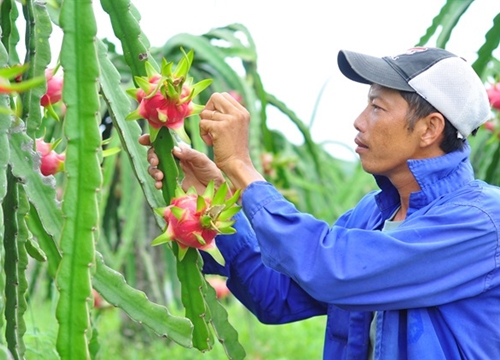 Thanh long tăng giá mạnh, đang ở mức 15.000 - 20.000 đồng/kg