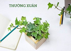 Thường xuân giải độc, tiêu sưng