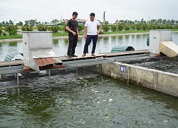 Độc chiêu thuần hóa, bán cá tra tươi sống cho người dân miền Bắc của ông chủ trại ở Hải Dương