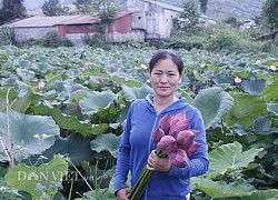 Lai Châu: Ao thả cá chả vui, trồng cây lá to như cái thúng lại đông người tới xem