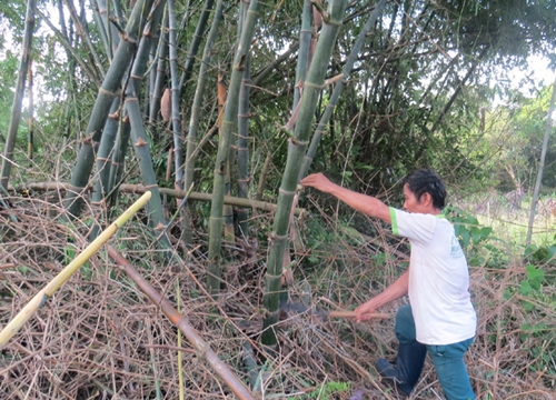 Một ông nông dân Phú Yên sở hữu thứ "tài sản" mà cả huyện không ai có