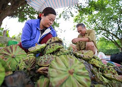 Ngâm mình trong bùn thu hoạch đài sen, cuối tháng đếm tiền mỏi tay