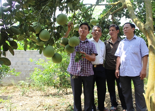 Nông dân Tuyên Quang thoát nghèo, thu nhập tăng nhờ trồng bưởi đặc sản