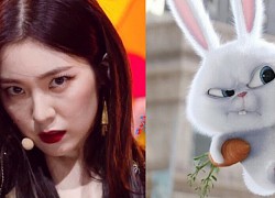 Thần thái ending với "ánh mắt như dao cau" của Irene (Red Velvet) tưởng đâu dọa được fan, ai ngờ lại bị so sánh "quạo" như... chú cún