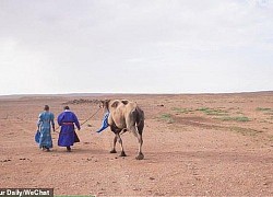 Bị chủ đem bán, lạc đà trung thành vượt 100 km tìm đường trở về nhà