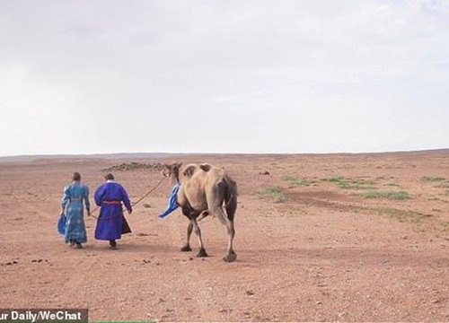 Bị chủ đem bán, lạc đà trung thành vượt 100 km tìm đường trở về nhà