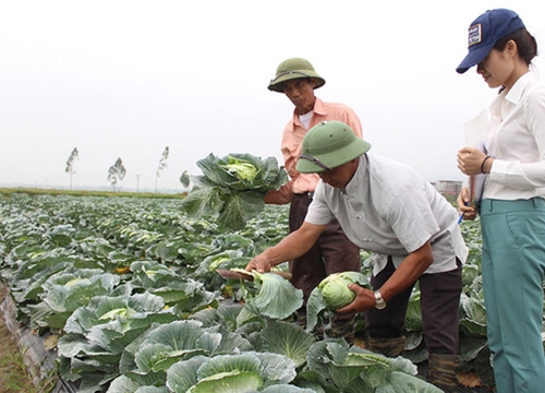 Cán bộ Hội nông dân tiên phong sản xuất nông nghiệp sạch