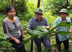 Cây khôi nhung-dược liệu quý hiếm có tác dụng gì mà dân ở đây bán 250 ngàn/kg lá khô?