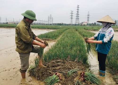 Cấy lúa bằng máy, hàng thẳng tắp, ruộng đẹp như tranh, nông dân miền Bắc nhàn hẳn