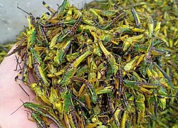 Châu chấu trứng 150 nghìn/kg, muốn ăn phải đăng ký chờ ưu tiên