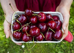 Cherry nhập khẩu rẻ chưa từng thấy, chỉ 299.000 đồng/kg bán đầy siêu thị