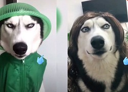 Chó Husky thẫn thờ vì bị chủ biến thành trò cười