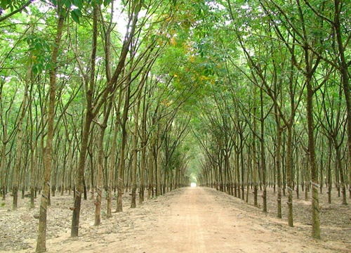 Đầu tư Sài Gòn VRG (SIP) trở thành cổ đông lớn thứ 2 tại Cao su Tây Ninh (TRC)