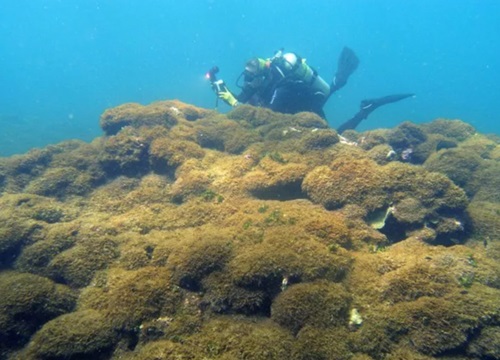 Phát hiện loài tảo bí ẩn tại rạn san hô ở Hawaii