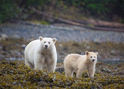 Phát hiện thú vị về những con gấu trắng linh thiêng của thổ dân Canada