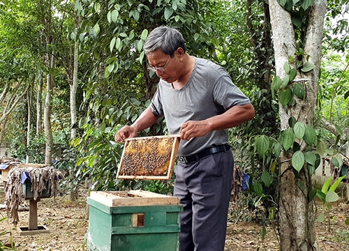 Bắc Kạn: Mang ong đi đặt nhờ trên đất thiên hạ, vào mùa quay mật mỏi tay, có ngay trăm triệu