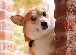 Biểu cảm lém lỉnh của chó corgi 'gây bão'