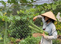 Chi tiền tỷ mua mảnh đất ngoại ô, vợ chồng ở Sài Gòn "trồng hoa, nuôi gà"