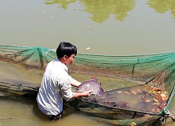 Đắk Lắk: Loài cá rô cờ quý hiếm cỡ nào mà ở đây thuần hoá và nuôi nhân giống?