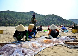 Hà Tĩnh: Nắng nóng, gió Lào thổi bỏng rát, dân vẫn ra vớt "lộc biển" kiếm bộn tiền.