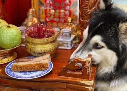 Chú chó Husky nằm "chầu chực" mãi cạnh bàn thờ thần tài chỉ vì một miếng thịt, dân tình gật gù đúng là... khổ vì ăn