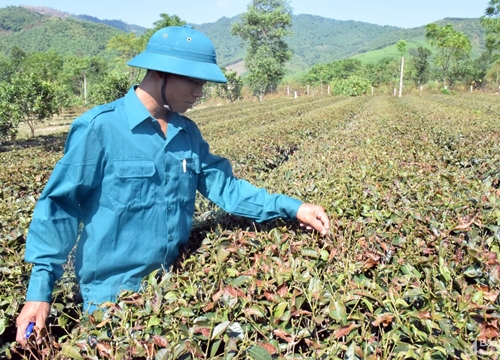 Nhiều diện tích chè ở Thanh Chương, Anh Sơn khô cháy vì nắng nóng